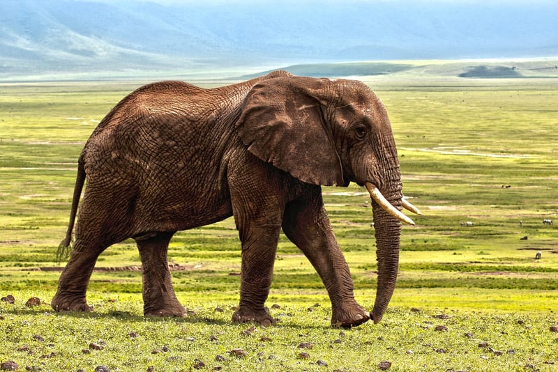 Elephants in the Wild